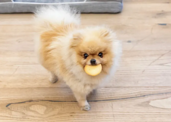 Palazzo Goldoni Condotti Collection 招待所 4*